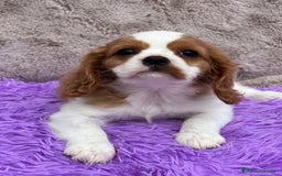 Cavalier King Charles Spaniel perros en venta: Cavalier - Imagen 2