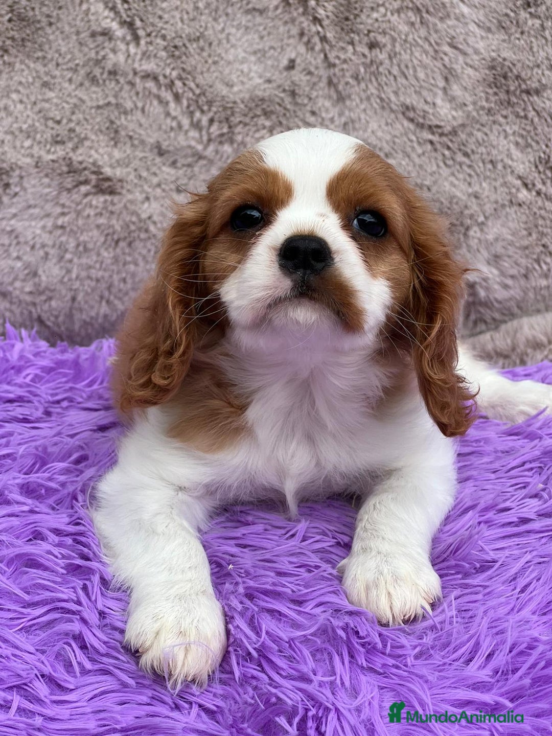 Cavalier King Charles Spaniel perros en venta: Cavalier - Imagen 2