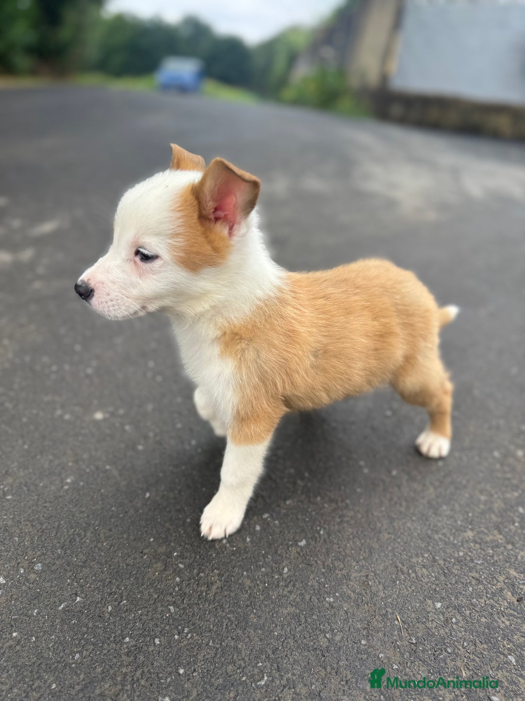 Border Collie perros en venta: Border collie - Imagen 1