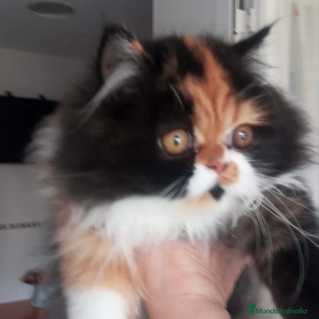 Persa gatos en venta: Persa Tricolor  - Anuncio 2