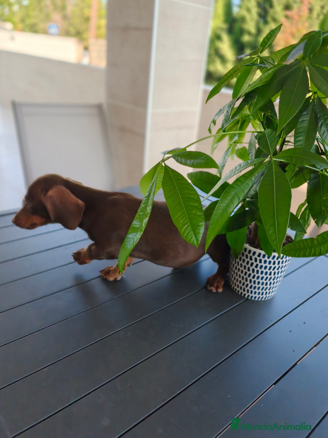 Teckel perros en venta: Teckel - Imagen 9