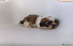 Shih Tzu perros en venta: Shih tzu - Imagen 3
