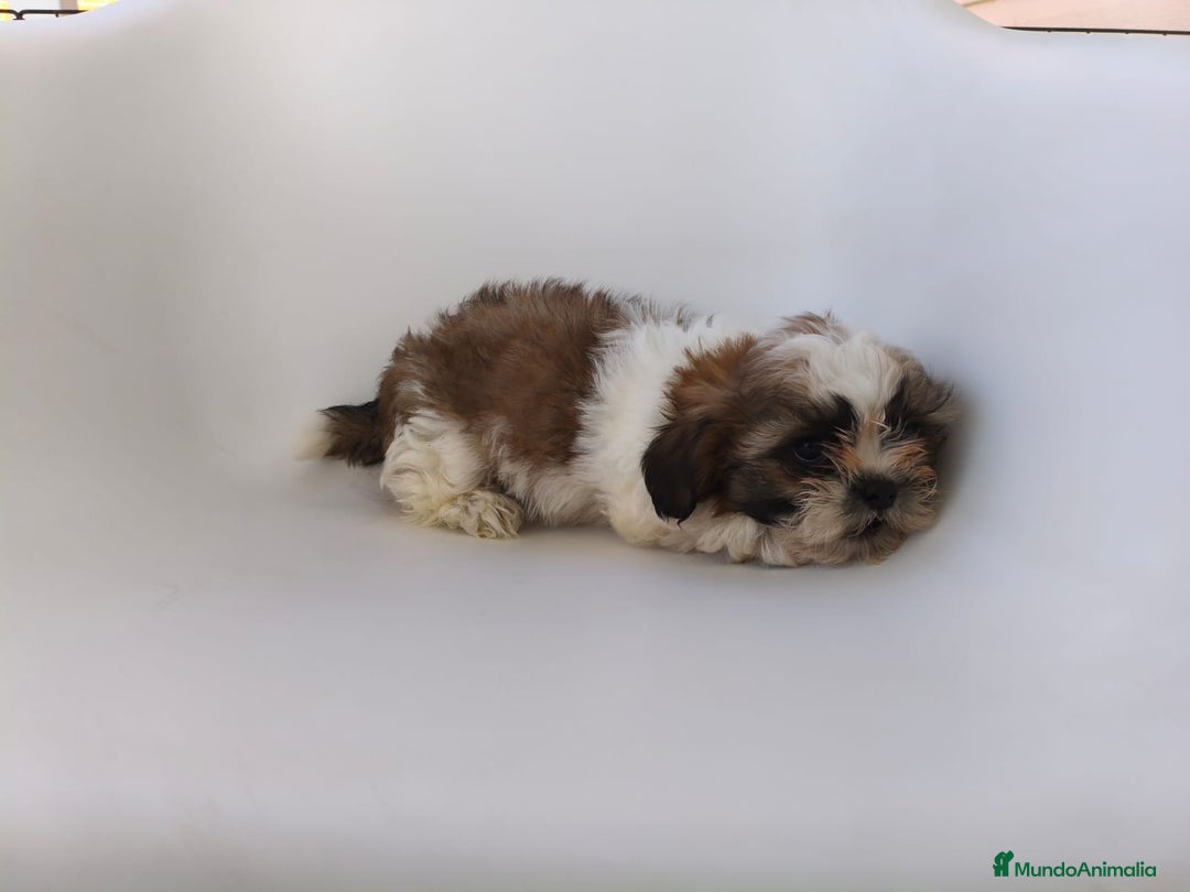 Shih Tzu perros en venta: Shih tzu - Imagen 3