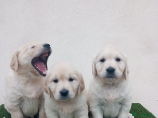 Golden Retriever perros - Anuncio 9