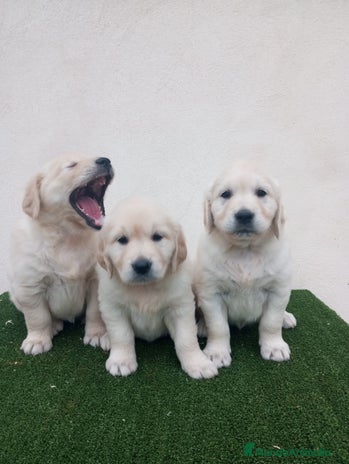 Golden Retriever perros - Anuncio 1