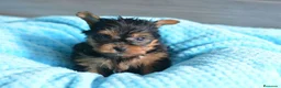 Yorkshire Terrier perros en venta: yorkshire  - Anuncio 1