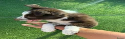 Border Collie perros en adopcion: Border collie - Anuncio 5