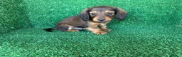 Teckel Miniatura perros en venta: teckel miniatura - Anuncio 13