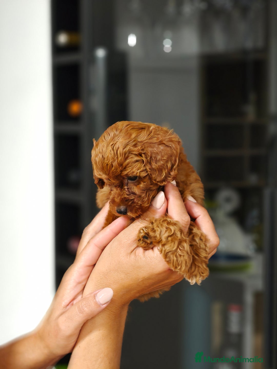 Caniche Toy perros en venta: Caniche  - Imagen 2