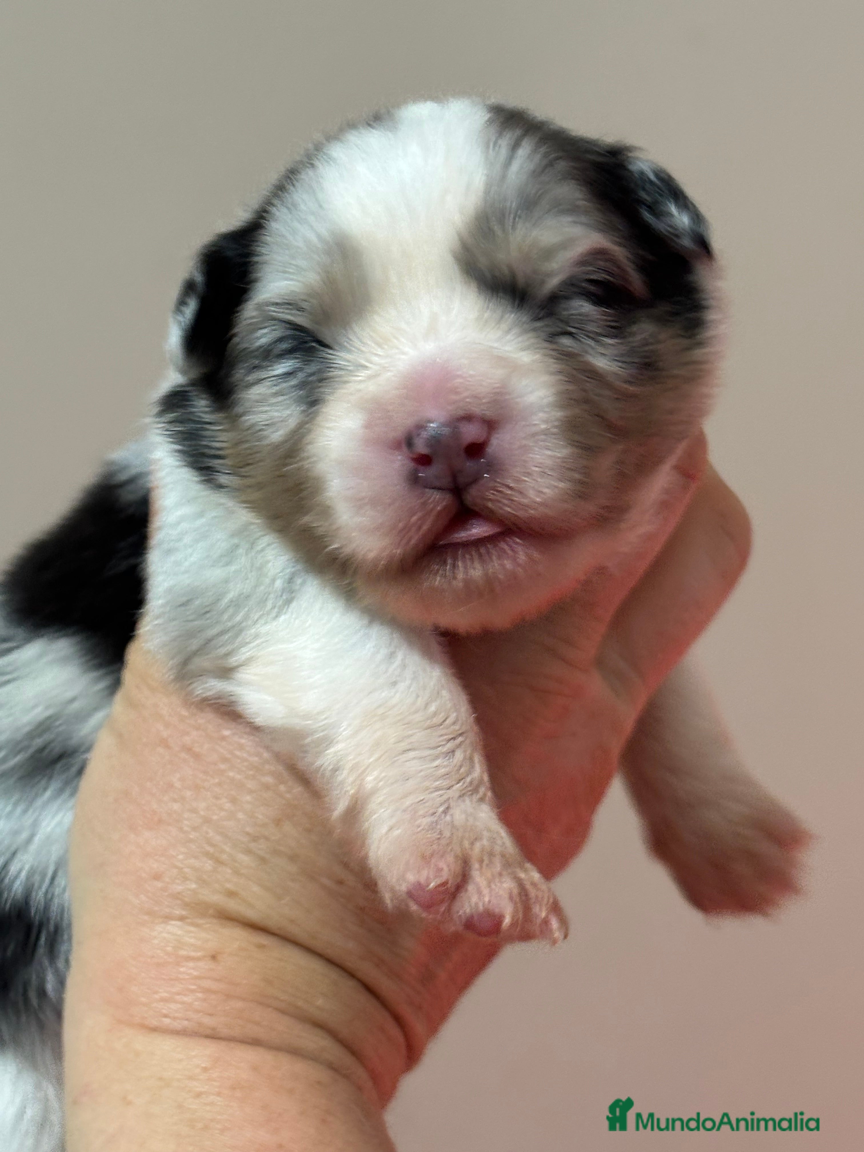 Pastor Australiano perros Cachorros pastor australiano  - Anuncio 1