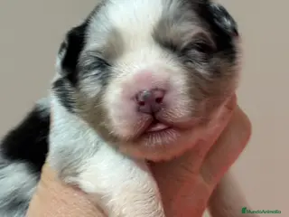 Pastor Australiano perros Cachorros pastor australiano - Anuncio 1