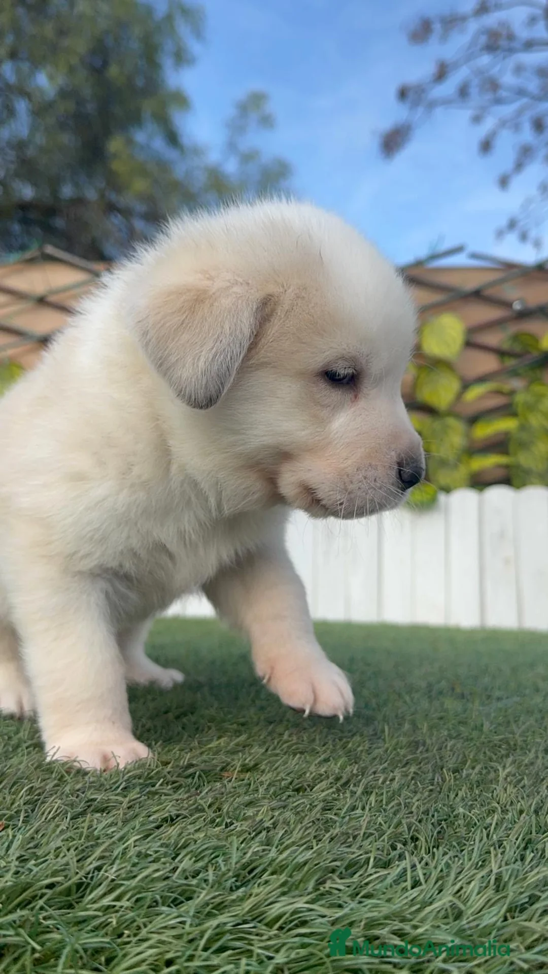 Mastín Español perros en venta: MASTIN ESPAÑOL - Anuncio 5