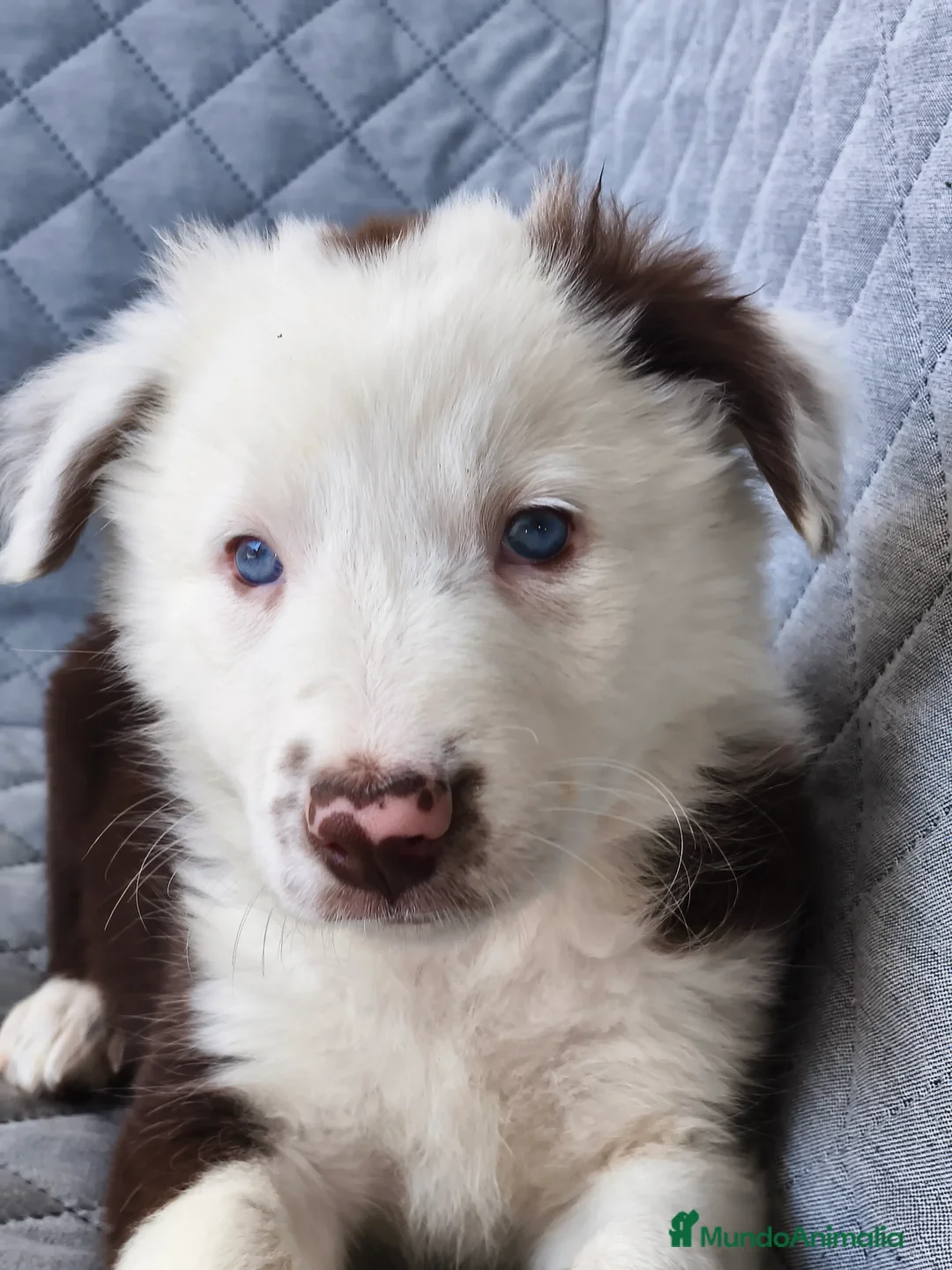 Border Collie perros en venta: BORDER COLLIE - Anuncio 1