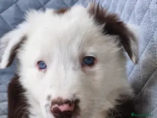 Border Collie perros BORDER COLLIE - Anuncio 1