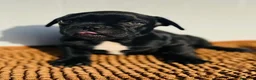 Bulldog Francés perros en venta: Bulldog Frances - Anuncio 10