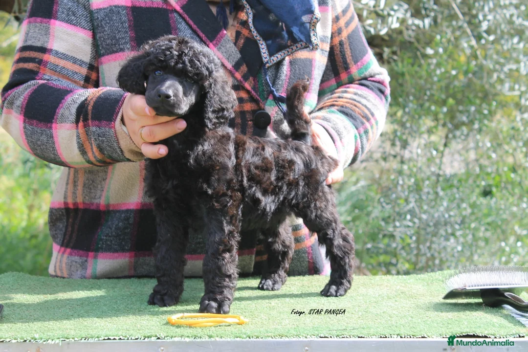Caniche Gigante perros en venta: Cachorro caniche gigante macho negro  - Anuncio 2