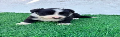 Border Collie 1