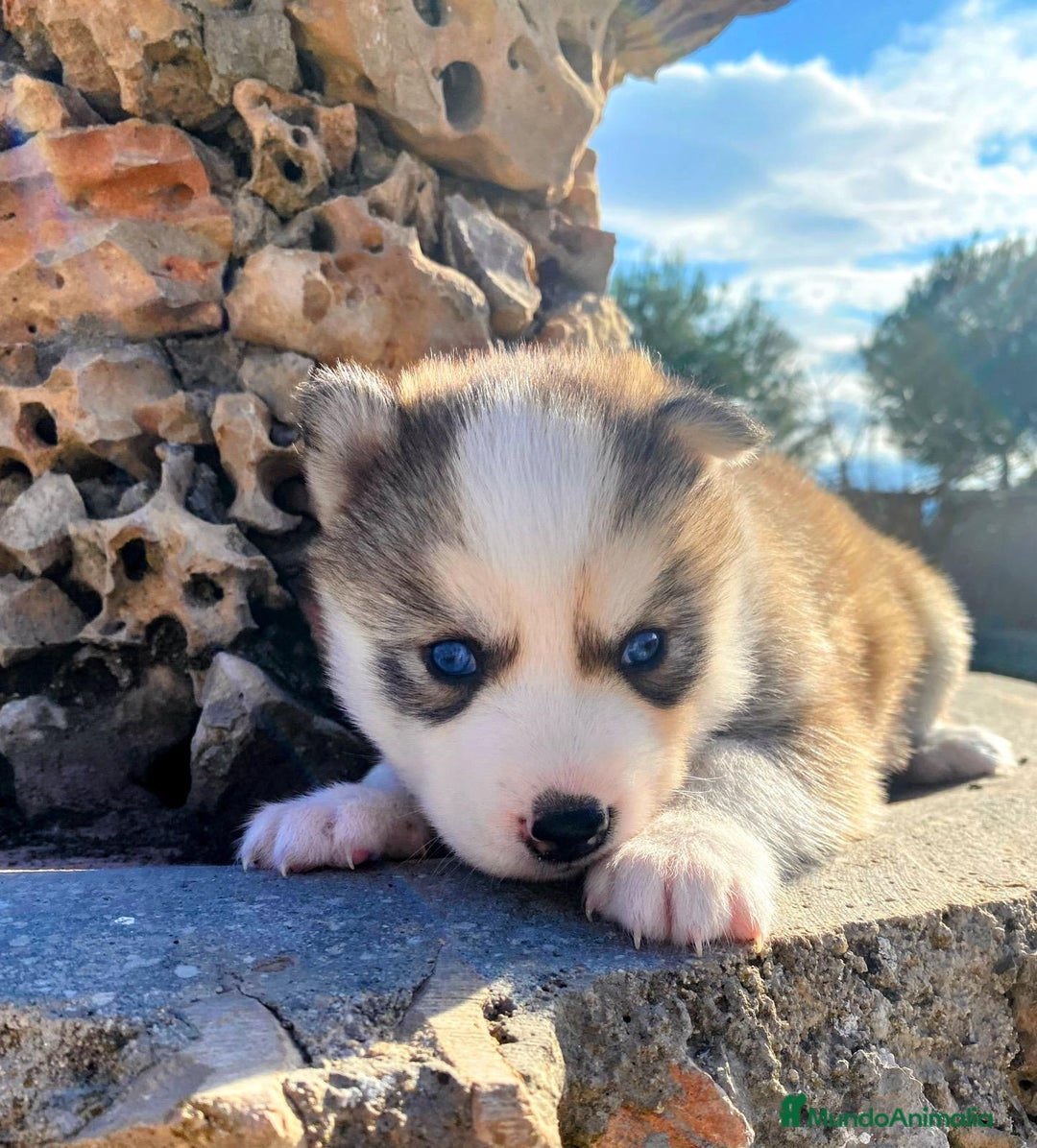 Husky Siberiano perros en venta: 	Huskies Siberianos Pura Raza Belleza y Nobleza - Anuncio 5