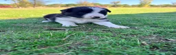 Border Collie perros en venta: Border collie - Anuncio 26