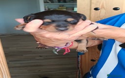 Teckel perros en venta: Macho de teke kaninchen  - Imagen 5