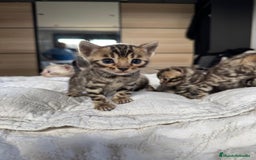 Bengalí gatos en venta: Camada de gatos bengalíes  - Imagen 3