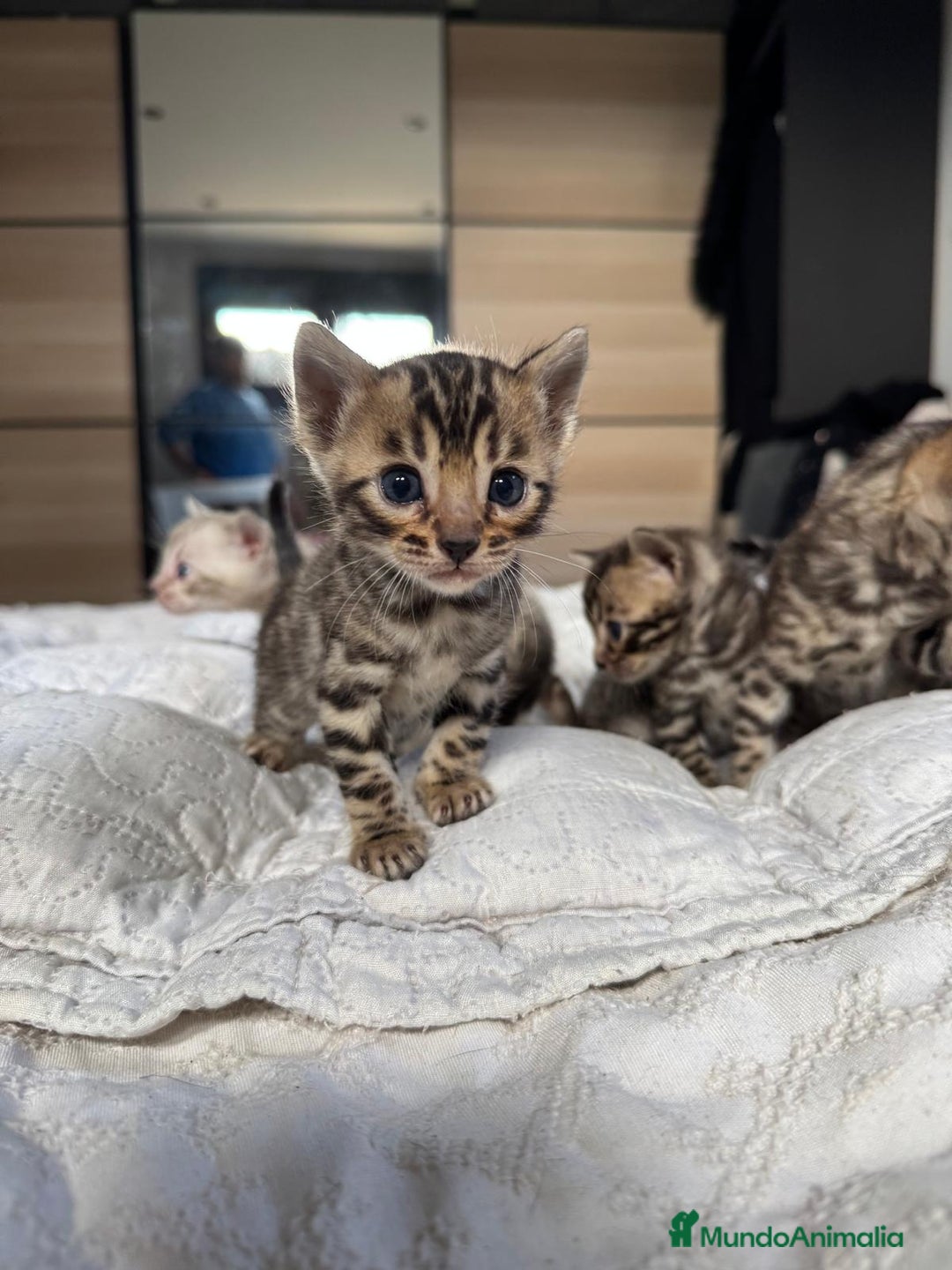 Bengalí gatos en venta: Camada de gatos bengalíes  - Imagen 3