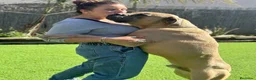 Cane Corso perros en venta: Cachorros de cane corso en Barcelona  - Anuncio 8