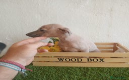 Pequeño Lebrel Italiano perros en venta: Piccolo italiano  - Imagen 2