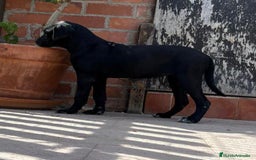 Cane Corso perros en venta: Cane Corso - Imagen 4