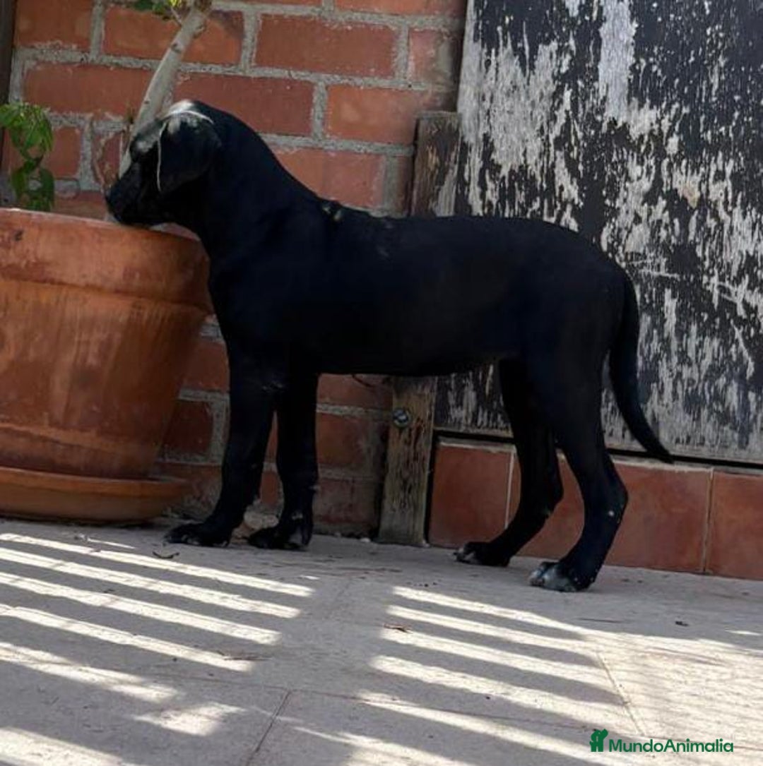 Cane Corso perros en venta: Cane Corso - Imagen 4