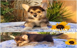 Welsh Corgi Pembroke perros en venta: Welsh Corgi Pembroke cachorros - Imagen 2