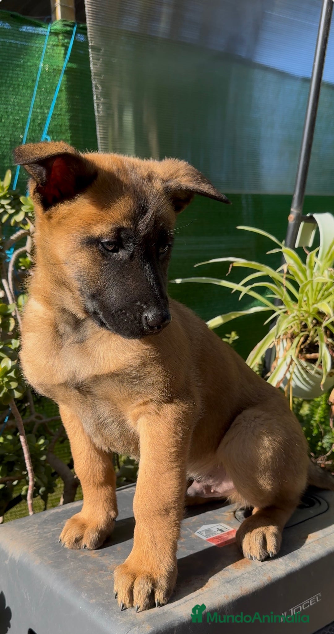 Pastor Belga Malinois perros en venta: Pastor Belga Malinois - Anuncio 29