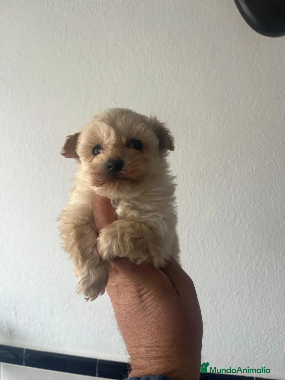 Maltipoo perros en venta: Disponible macho maltipoo - Anuncio 1