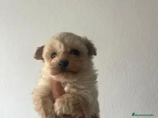 Maltipoo perros Disponible macho maltipoo - Anuncio 7