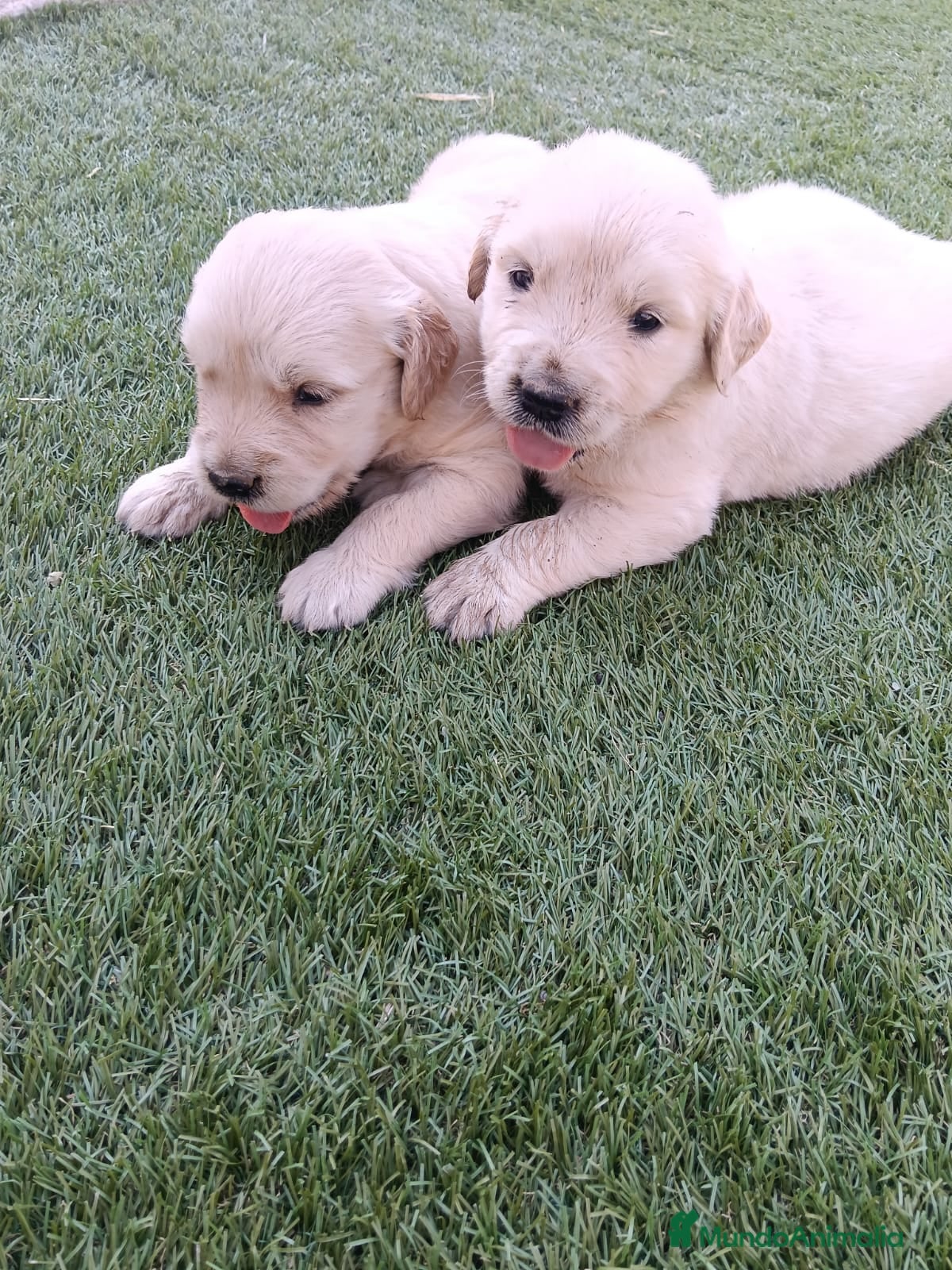 Golden Retriever perros Golden retriever machos y hembras  - Anuncio 3