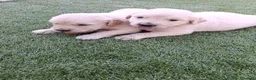 Golden Retriever perros en venta: Golden retriever machos y hembras  - Anuncio 1