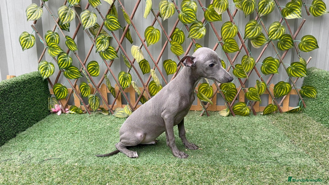 Pequeño Lebrel Italiano perros en venta: Lebrel italiano  - Anuncio 3