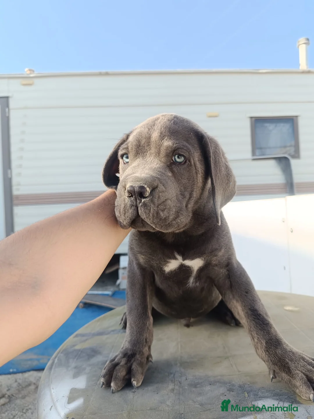 Cane Corso perros en venta: Cachorros de Cane corso - Anuncio 2