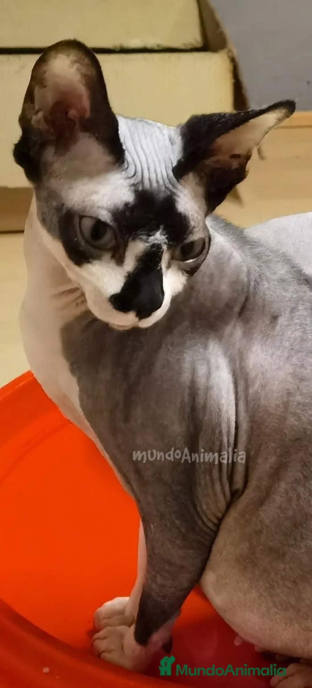 Imagen de galería {{count}}