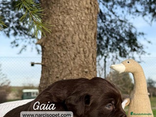 Labrador Retriever perros en Asturias - Anuncio 8