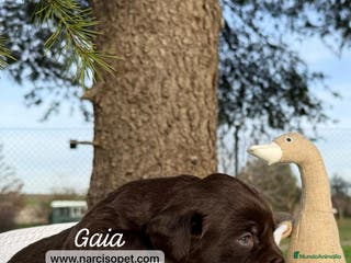 Labrador Retriever perros VENTA DE LABRADOR CHOCOLATE en Asturias - Anuncio 7