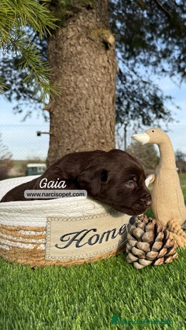 Labrador Retriever perros en Asturias - Anuncio 8