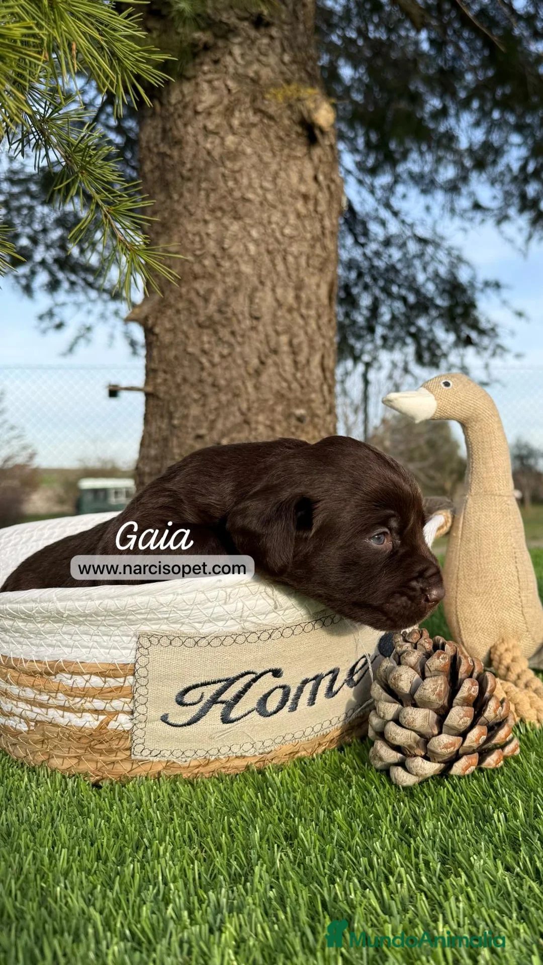 Labrador Retriever perros en venta: VENTA DE LABRADOR CHOCOLATE en Asturias - Anuncio 1