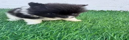 Pomerania perros en venta: Pomerania - Anuncio 8