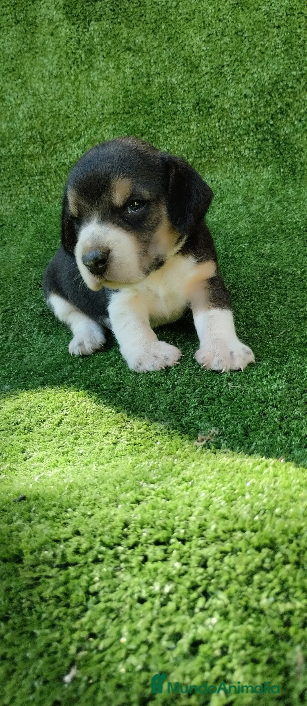 Beagle perros en venta: Beagle talla pequeña  - Anuncio 2