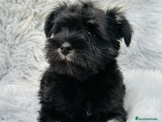 Schnauzer Miniatura perros en Barcelona - Anuncio 6