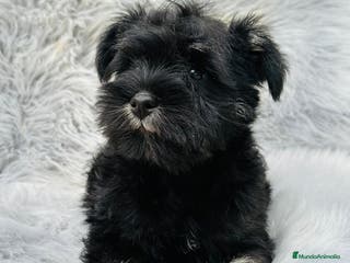 Schnauzer Miniatura perros Schnauzer miniatura en Barcelona - Anuncio 2