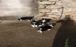 Border Collie perros en venta: border collie  - Imagen 1