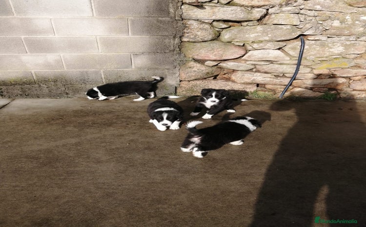 Border Collie perros - Anuncio 6
