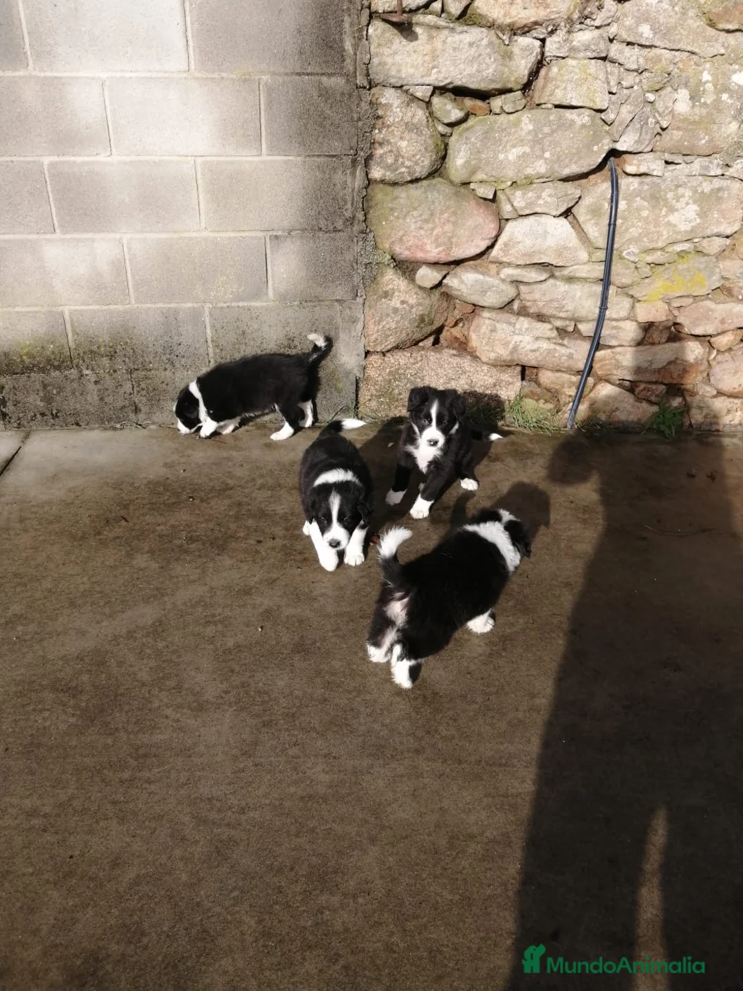 Border Collie perros en venta: border collie  - Anuncio 1